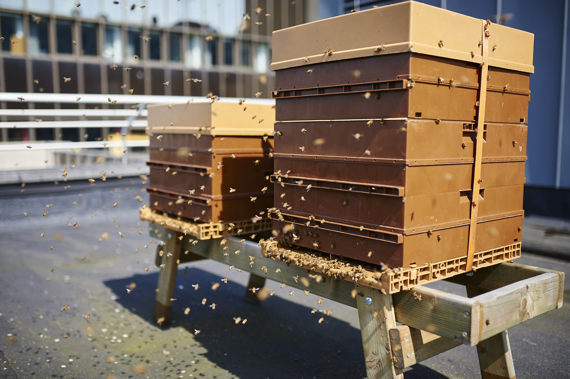 planet-21-bee-hives