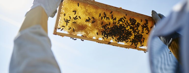 planet-21-bee-hives