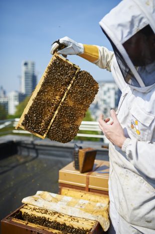 beehives-at-sofitel-brussels-europe-youri-abenchikar-8